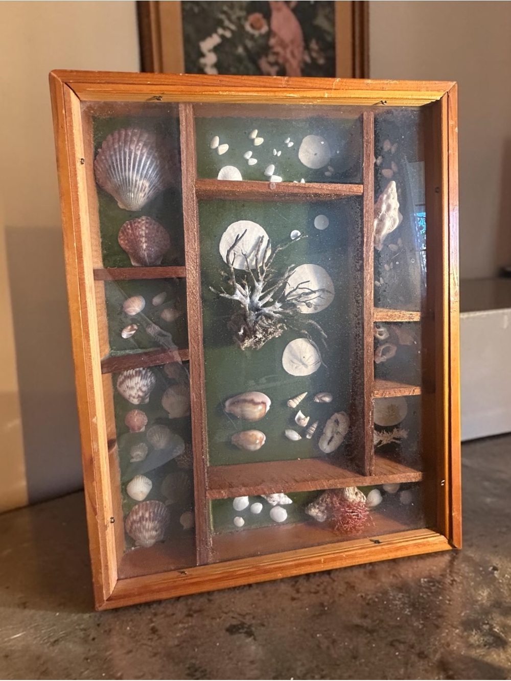 Vintage Mid Century Shell Shadow Box Display Frame 17.5x14 Coastal Curiosity